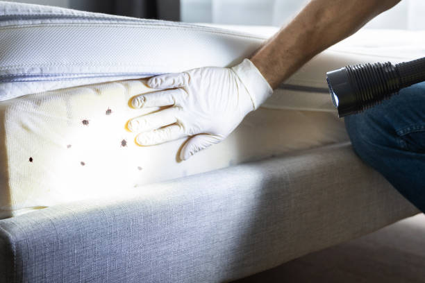Best Residential Pest Control  in Lexington, NC